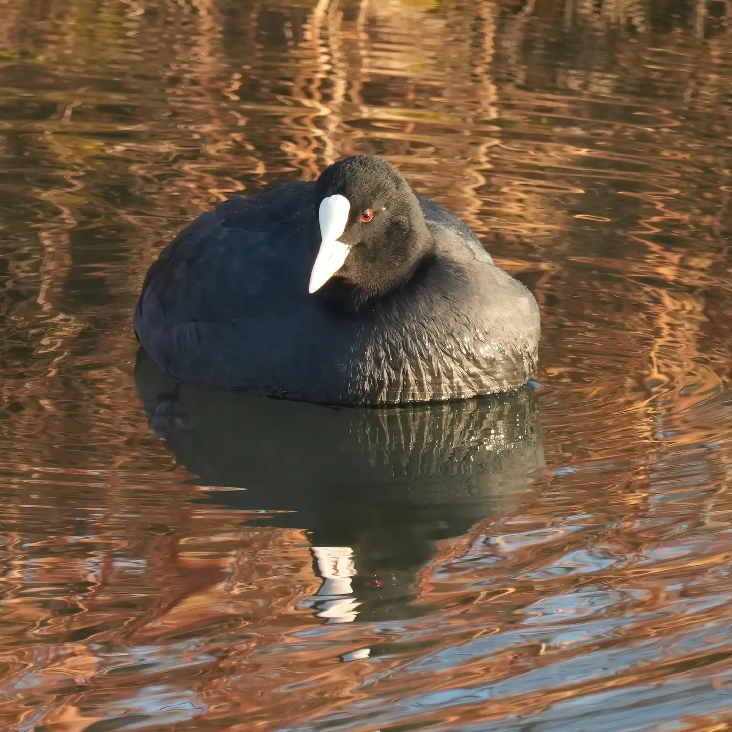 オオバンの写真