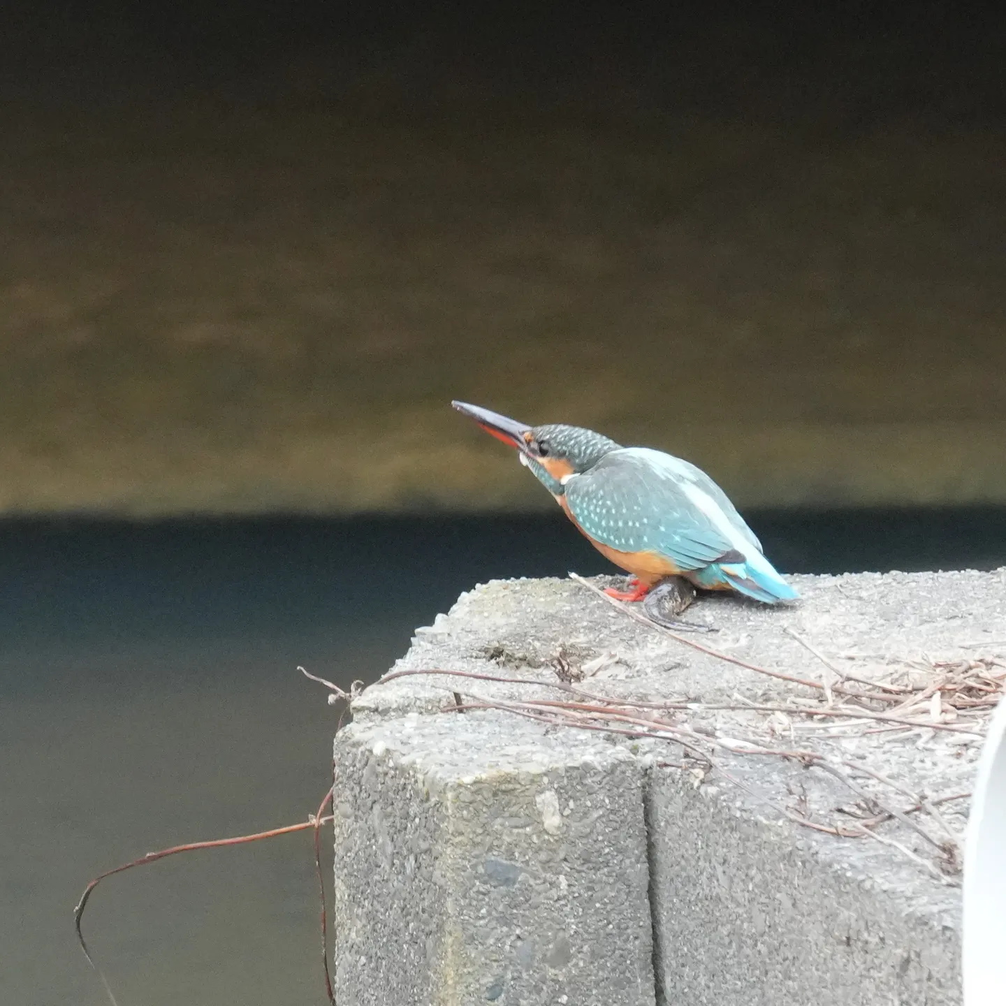 カワセミの写真