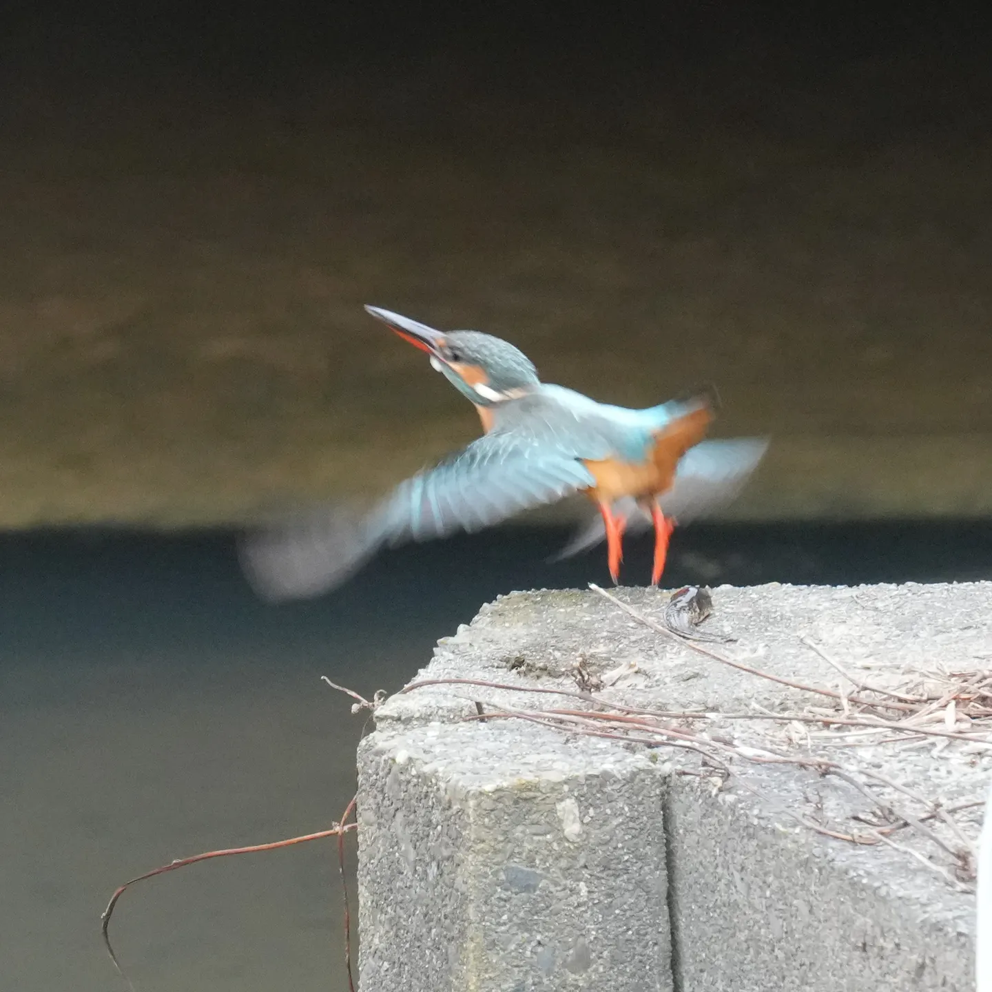 カワセミの写真
