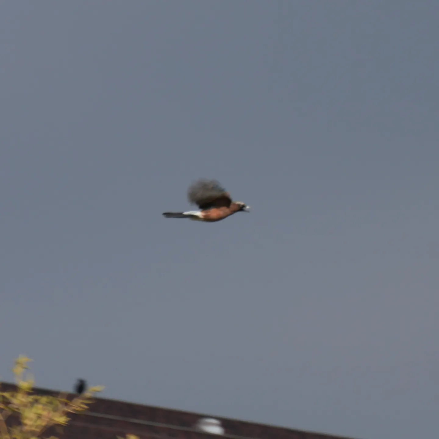 カケスの写真