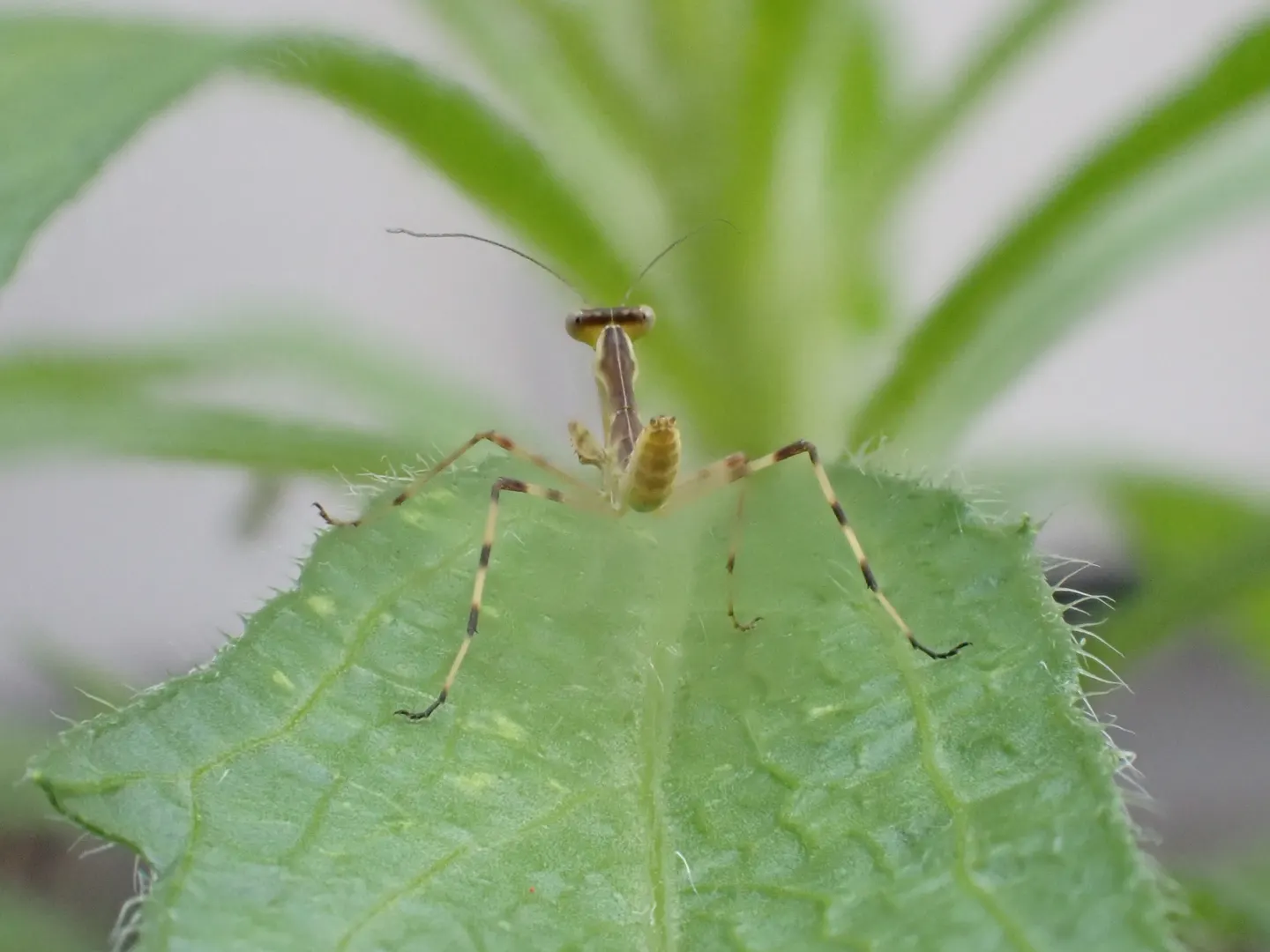 ハラビロカマキリの写真