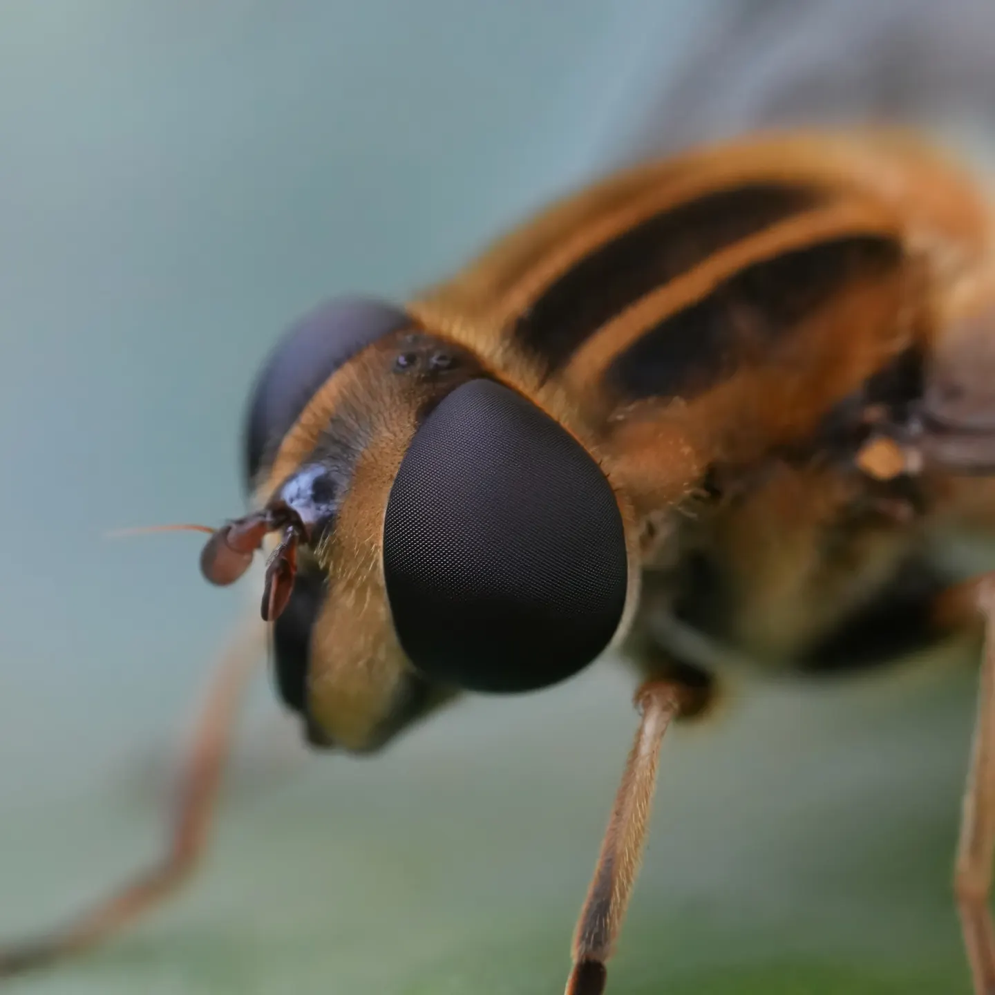 アシブトハナアブの写真