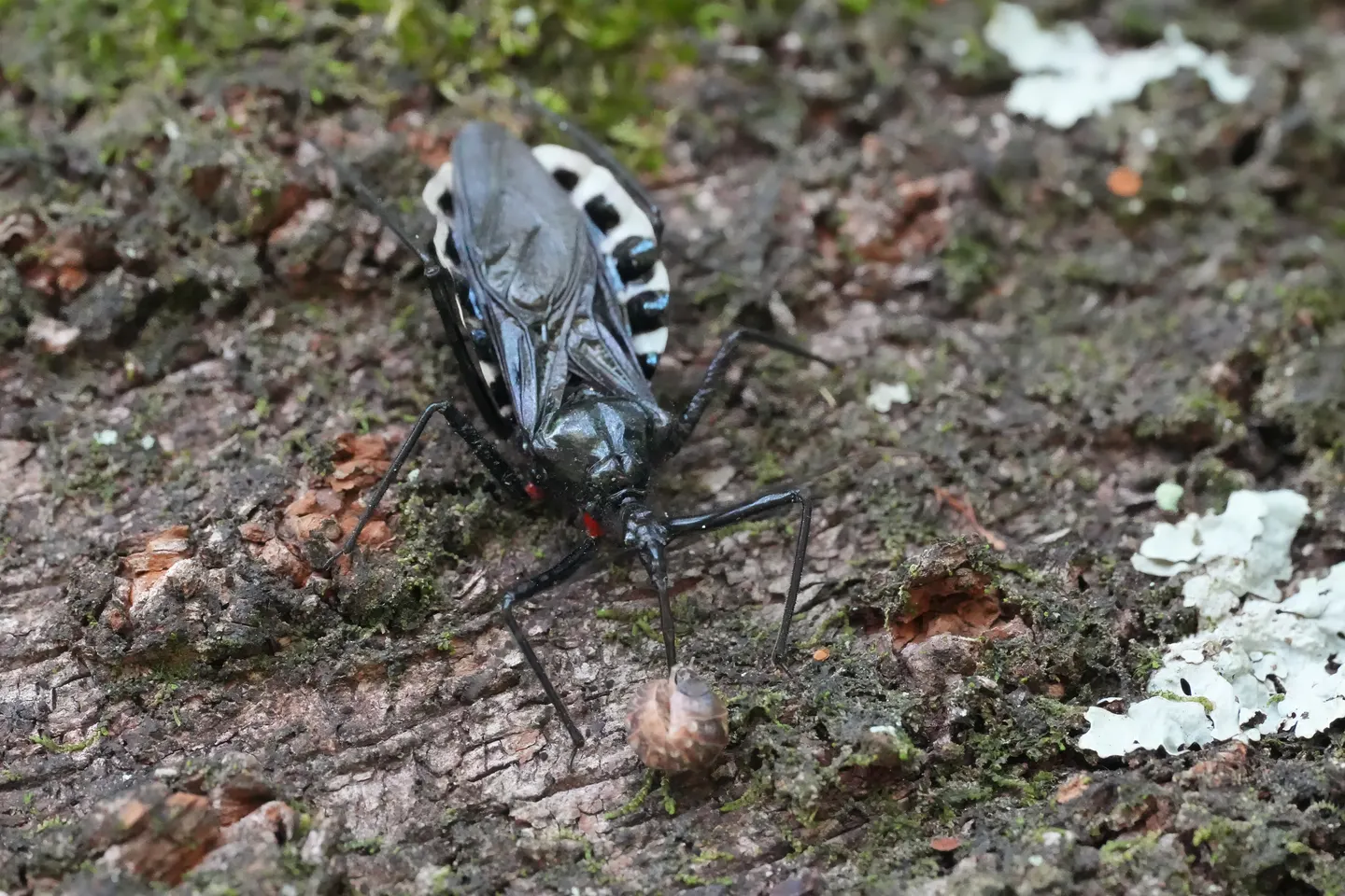 ヨコヅナサシガメの写真