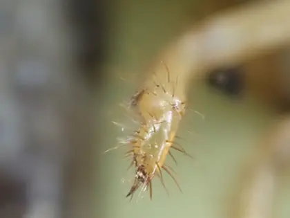コガネムシの写真