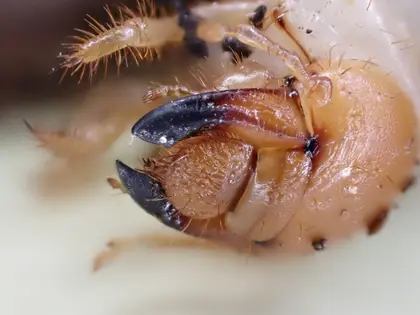 コガネムシの写真