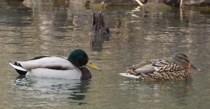 マガモオスメスの写真