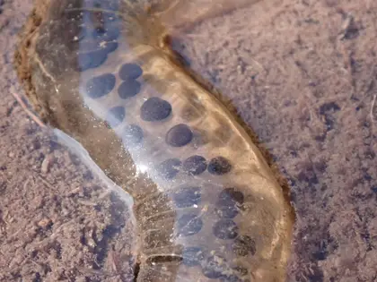 アズマヒキガエルの写真