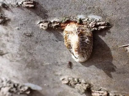 ハラビロカマキリの写真