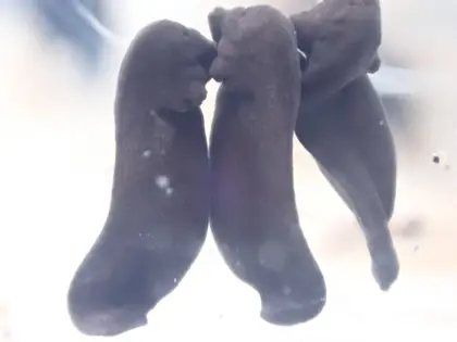 アズマヒキガエルの写真