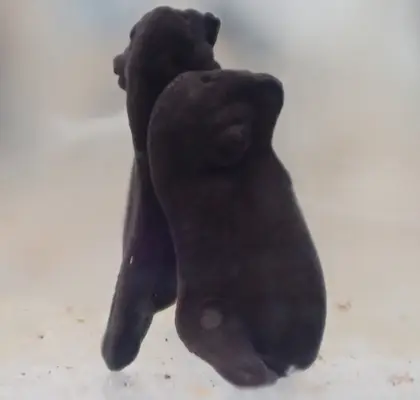 ヒキガエルの写真