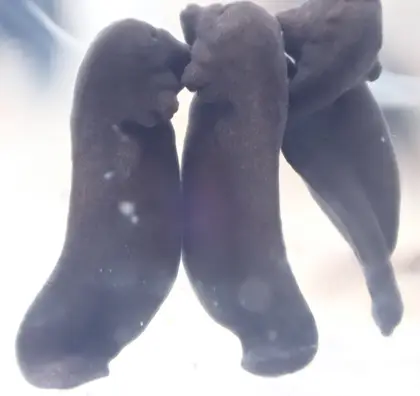 ヒキガエルの写真
