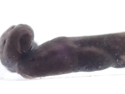 アズマヒキガエルの写真