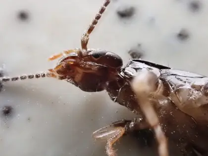 ヒゲジロハサミムシの写真