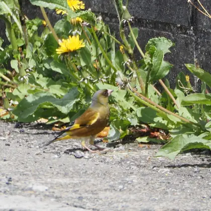 カワラヒワの写真