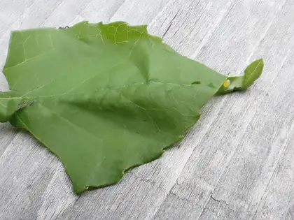 オトシブミの写真