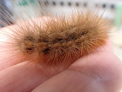 ヒトリガの写真