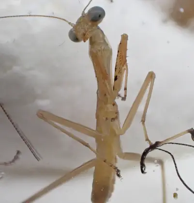 ムネアカハラビロカマキリの写真