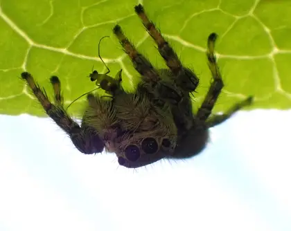 ネコハエトリの写真