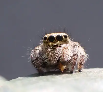 ネコハエトリの写真