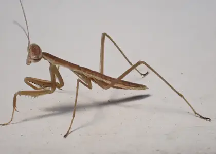 オオカマキリの写真