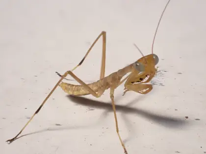 ムネアカハラビロカマキリの写真