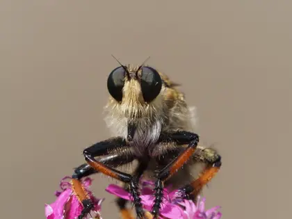 シオヤアブの写真