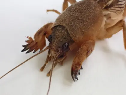 ケラの写真