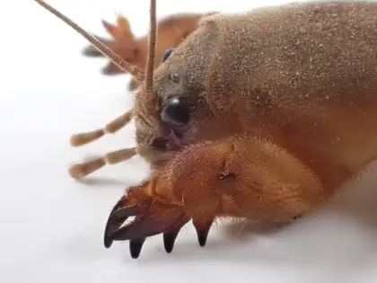 ケラの写真