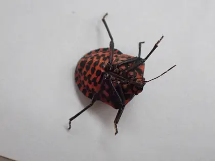アカスジカメムシの写真