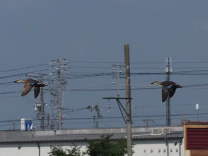カルガモの写真