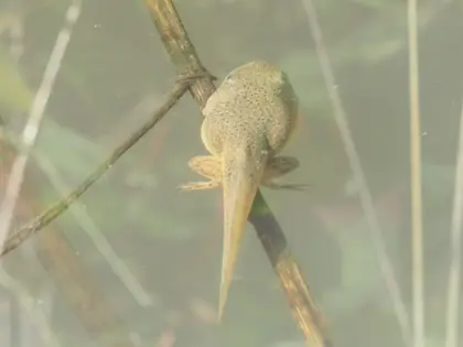 ウシガエルの写真