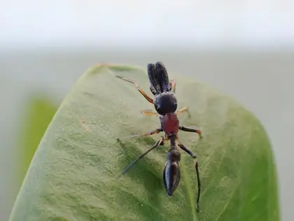 アリグモの写真
