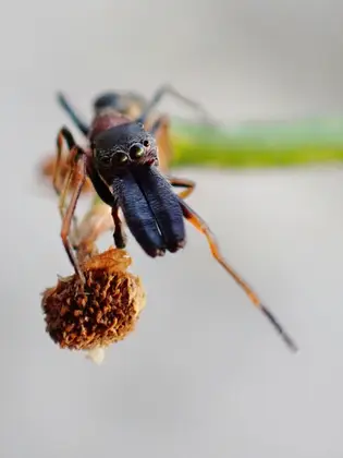 アリグモの写真