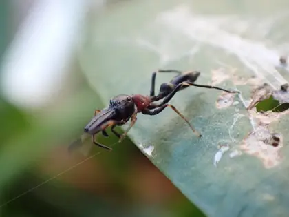 ヤガタアリグモの写真