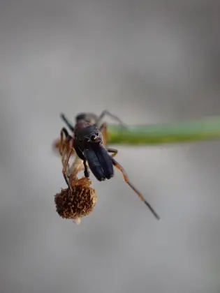 ヤガタアリグモの写真