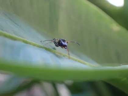 ヤガタアリグモの写真