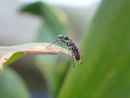 ヤガタアリグモの写真