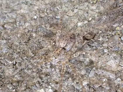 コモリグモの写真
