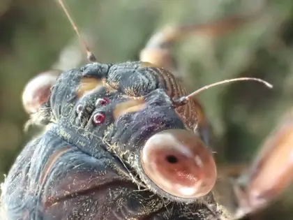 アブラゼミの写真