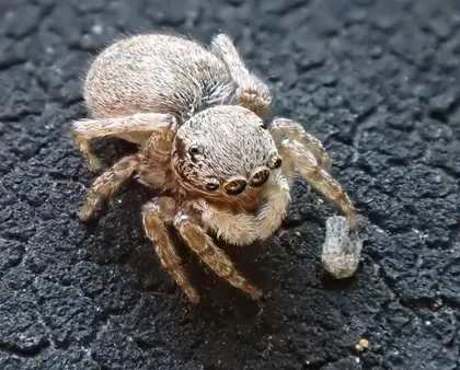 ネコハエトリの写真