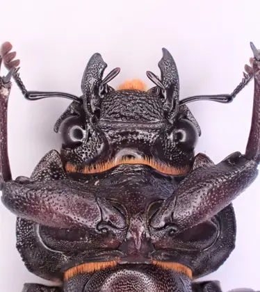 ノコギリクワガタの写真