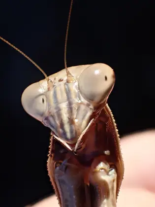 オオカマキリの写真