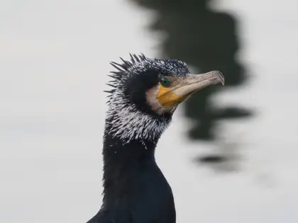 カワウの写真