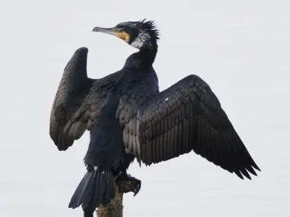カワウの写真
