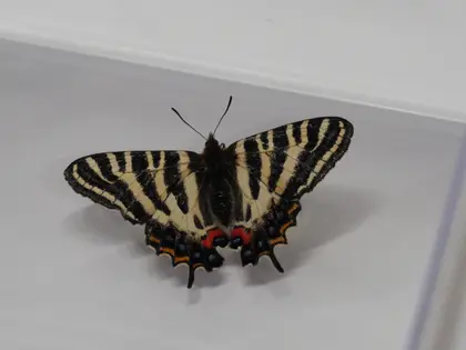 ギフチョウの写真