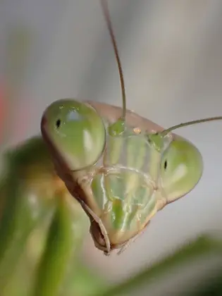 チョウセンカマキリの写真