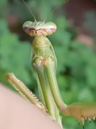 チョウセンカマキリの写真