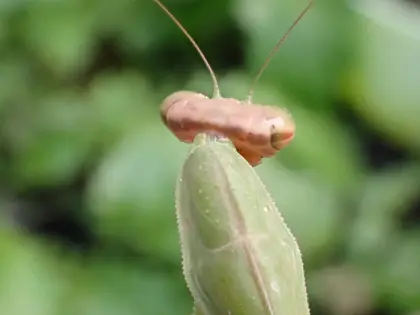 チョウセンカマキリの写真