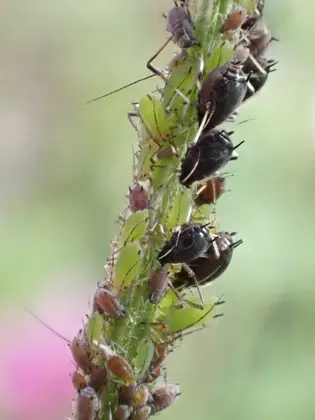 マメクロアブラムシの写真