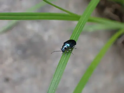 カミナリハムシの写真